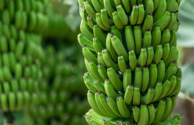 Visita guiada por el Mundo del Plátano - Foto 8