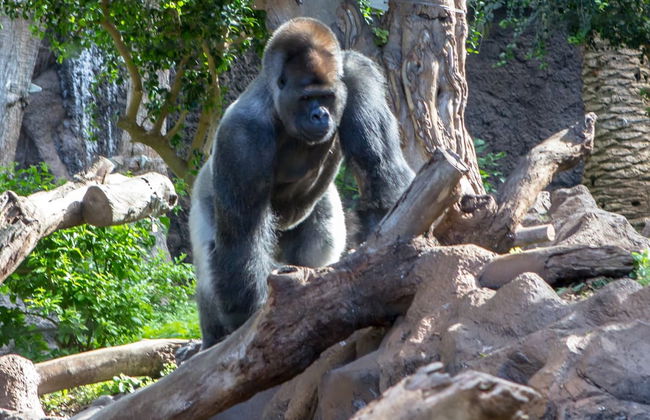 Excursion au Loro Parque - Photo 5