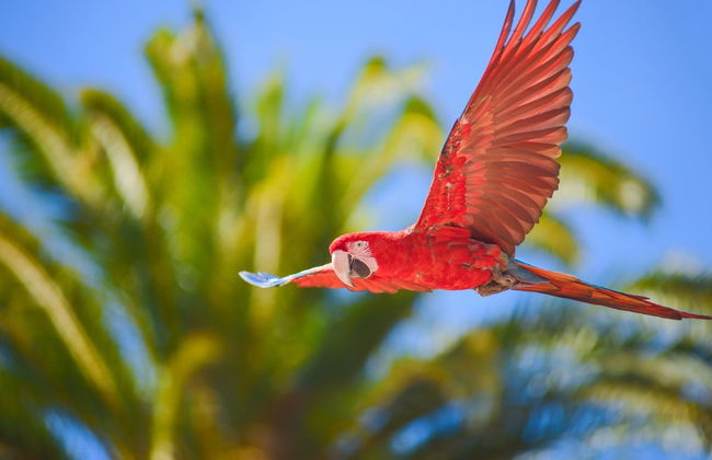Excursion au Loro Parque - Photo 2