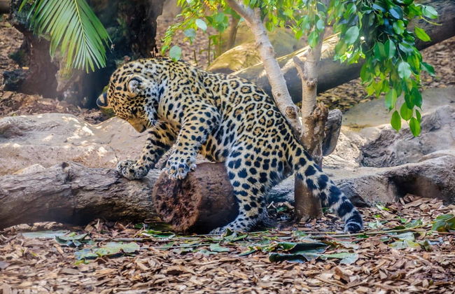 Excursion au Loro Parque - Photo 4