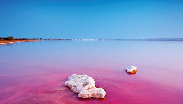 Salinas de Torrevieja
