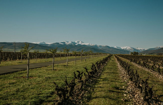 Visita al viñedo de la Finca La Emperatriz - Foto 2