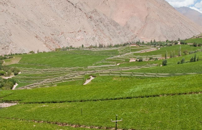 Elqui Valley Pisco Tour - Photo 4