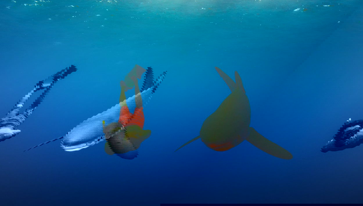 Snorkeling avec des requins sur l'île de Faial - Photo 1