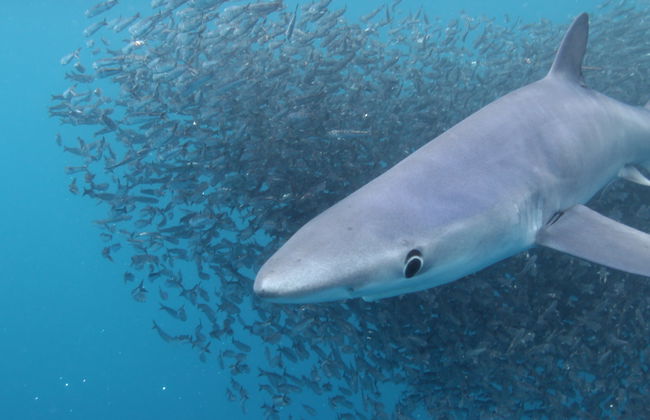 Snorkeling avec des requins sur l'île de Faial - Photo 3