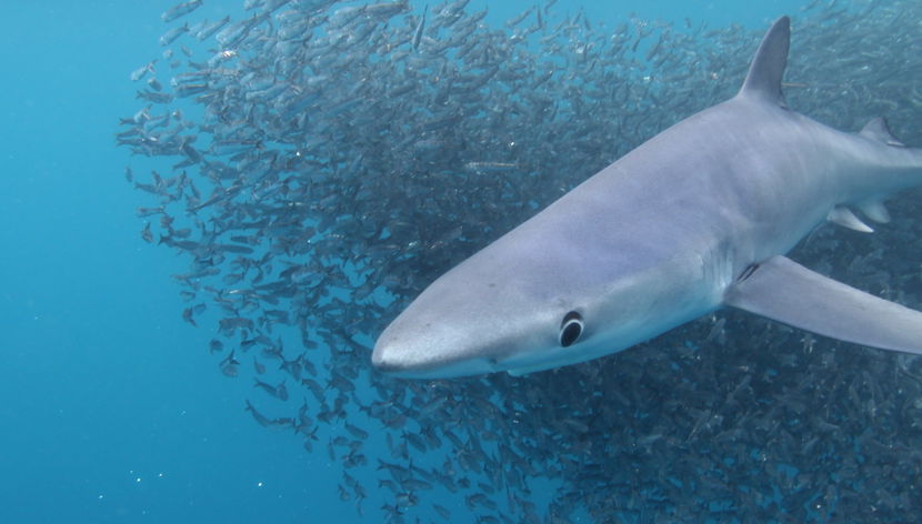 Snorkeling avec des requins sur l'île de Faial - Photo 3