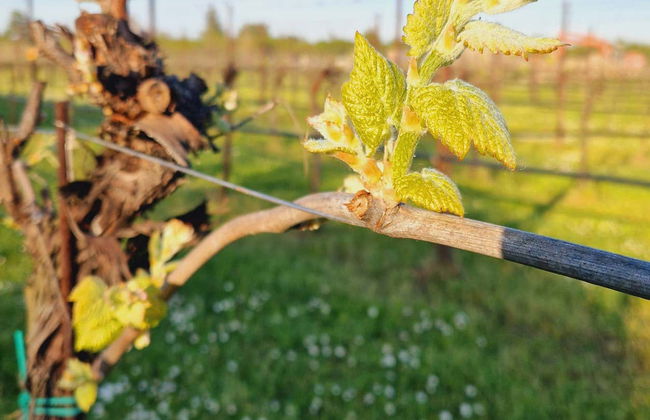 Visita a una bodega de vinagre balsámico - Foto 6
