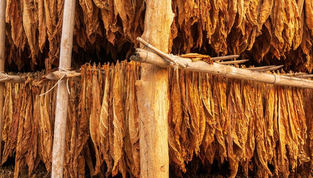 Visite sur le thème du tabac dans la vallée de Lerma - Photo 5