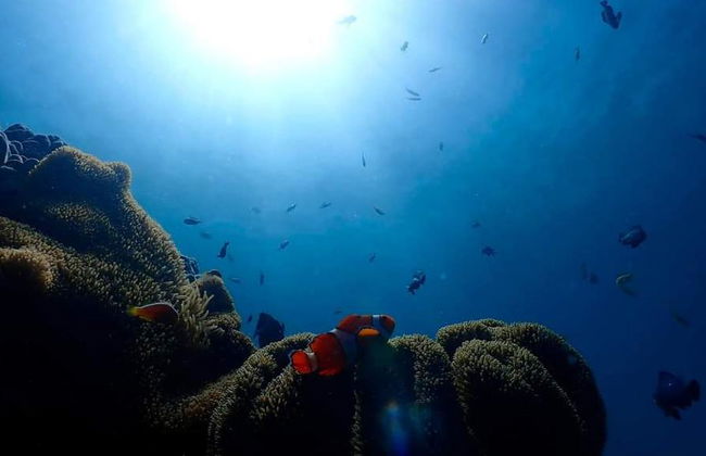 Scuba Diving to Boracay - Small Group - Photo 4