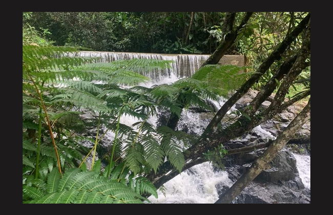 Excursión a Guavate - Foto 4