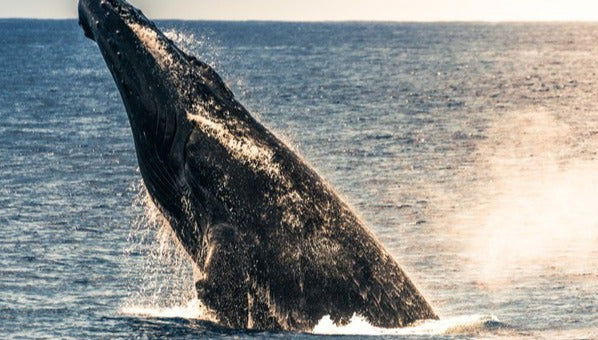 Humpback Whale Watching in Kailua-Kona - Foto 1