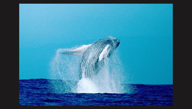 Humpback Whale Watching in Kailua-Kona - Foto 2