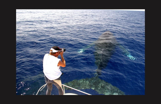 Avvistamento di megattere a Kailua-Kona - Foto 2