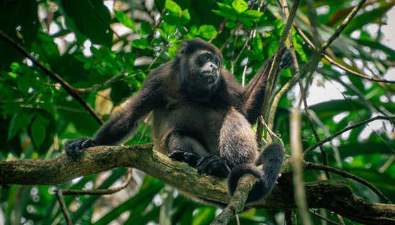 Excursión al Parque Nacional Manuel Antonio - Foto 5