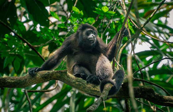 Excursión al Parque Nacional Manuel Antonio - Foto 5