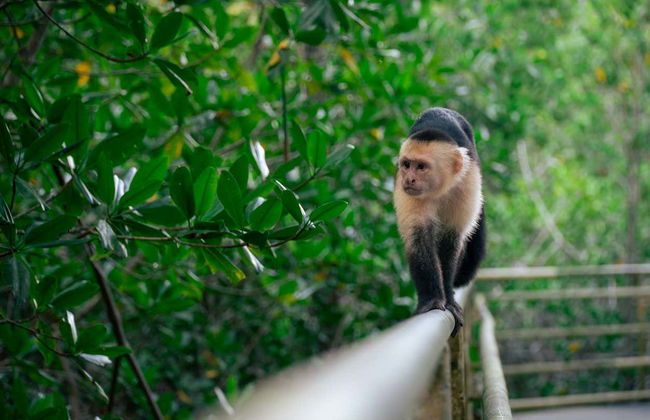 Excursión al Parque Nacional Manuel Antonio - Foto 6