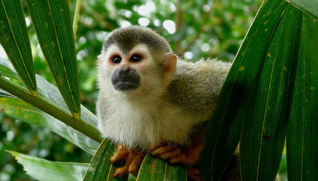 Manuel Antonio National Park Tour - Foto 3