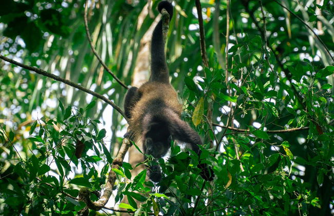 Excursion au Parc National Manuel Antonio - Photo 10