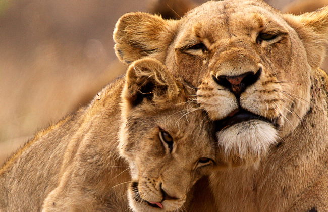 Safari de 5 días por el Parque Nacional Kruger - Foto 11