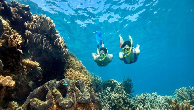 Crociera Quicksilver sulla Grande Barriera Corallina esterna dal porto turistico di Port Douglas - Foto 3