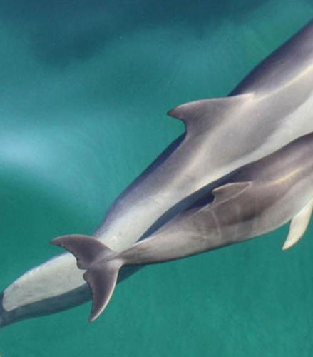 Foto de Crucero de avistamiento de delfines en Adelaida