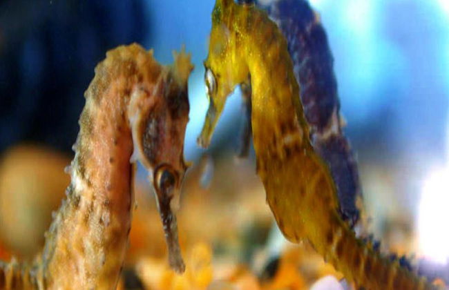 Visita guiada a Seahorse World - Foto 6