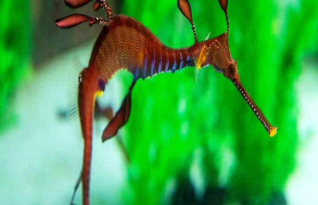 Visita guiada a Seahorse World - Foto 3