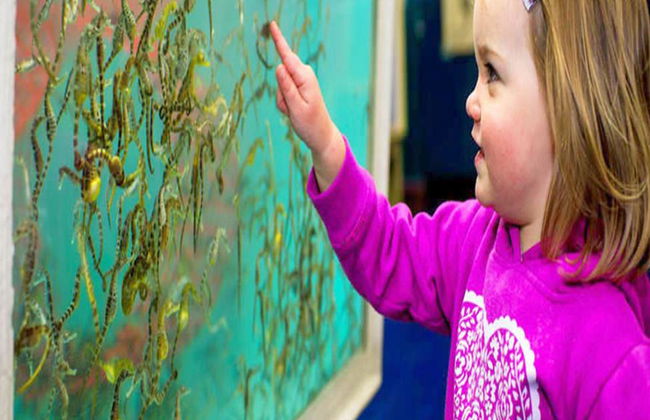 Visita guiada a Seahorse World - Foto 5