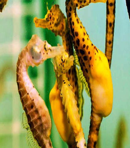 Foto de Visita guiada a Seahorse World