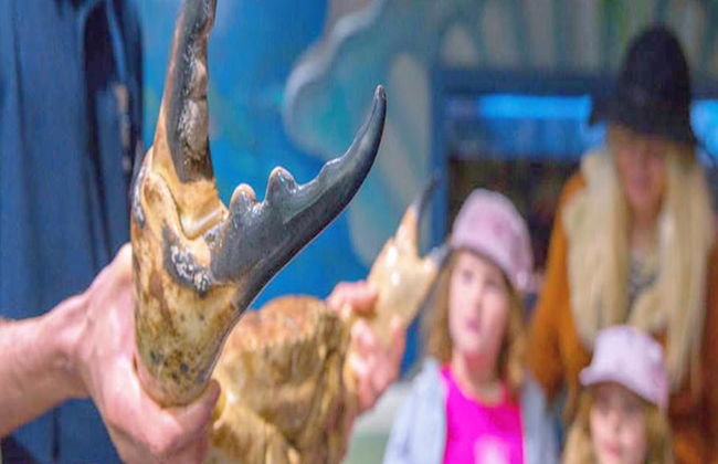 Visita guiada a Seahorse World - Foto 4