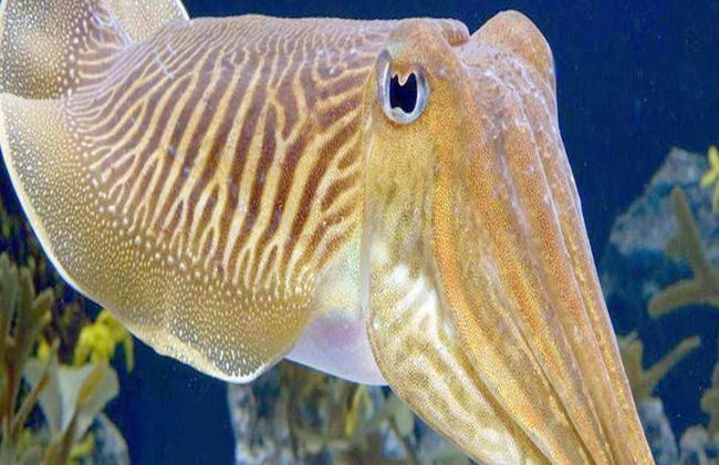Visita guiada a Seahorse World - Foto 7