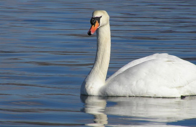 Kenmare Bay Boat Trip - Photo 4