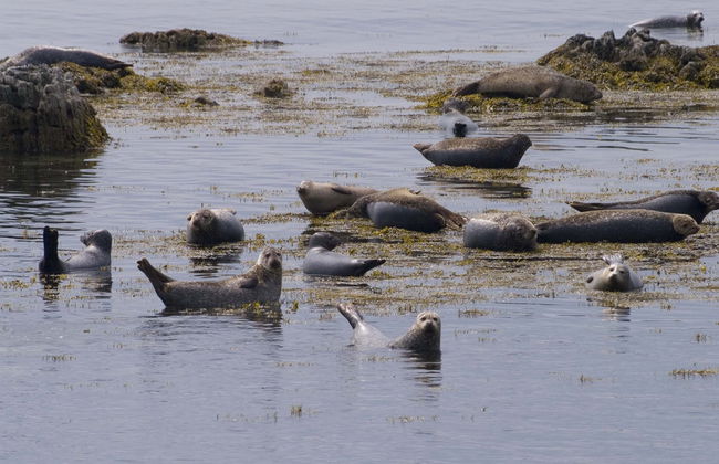 Kenmare Bay Boat Trip - Photo 5