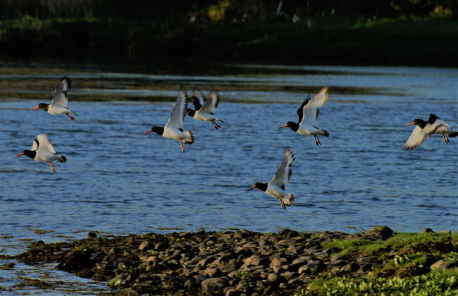 Kenmare Bay Boat Trip - Photo 6