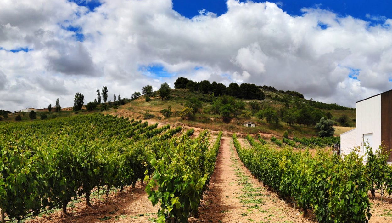 Visita alla cantina Convento Oreja - Foto 1