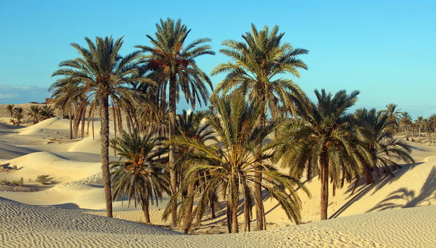 3-day Tour of El Djem, Douz & Kairouan - Foto 2
