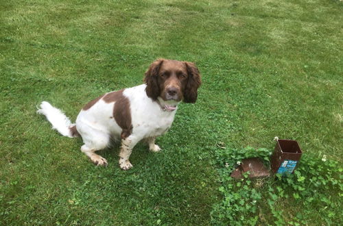 Photo 11 - 2 Bedroom Dog Friendly Cottage Near Bridlington