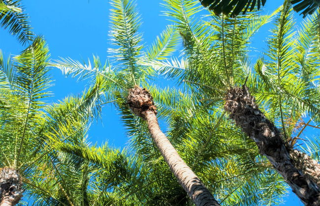 Siesta Palms By the Beach - Foto 76