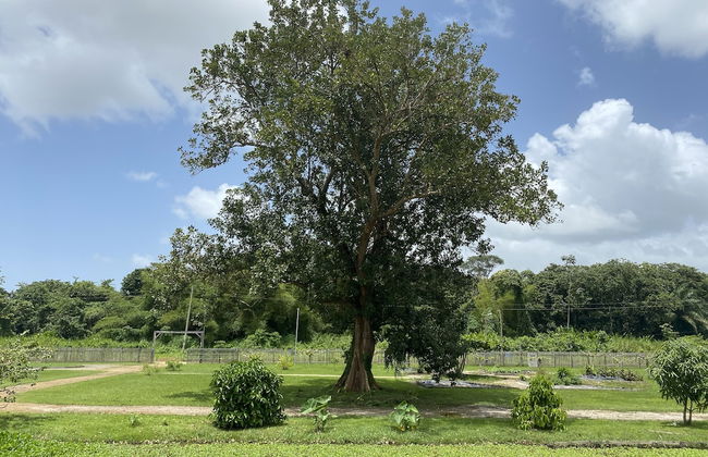 Koffiemama Tree B&B - Foto 19