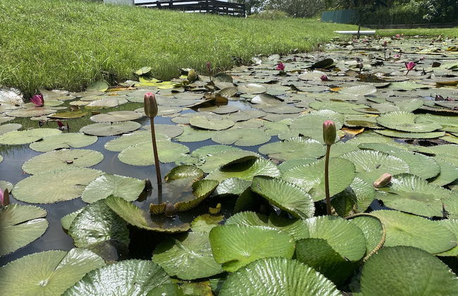 Koffiemama Tree B&B - Foto 28