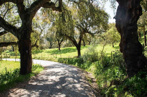 Foto 32 - Country Mansion in Montemor-o-novo Alentejo With Shared Pool