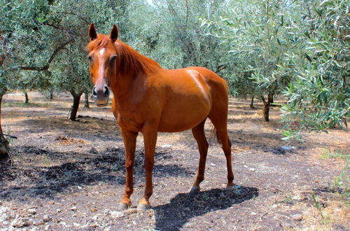 Photo 33 - Tenuta di Roccadia