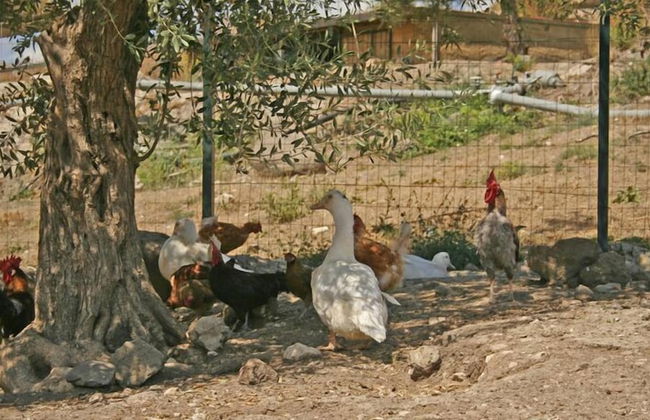 Tenuta di Roccadia - Foto 16