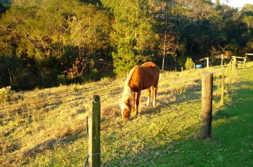 Photo 28 - Hotel Fazenda Bandeirantes