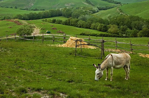 Foto 54 - Fattoria Lischeto