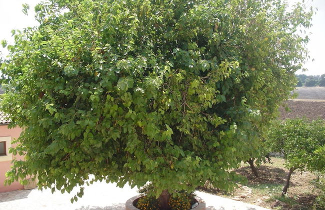 Antica Gebbia - Foto 38