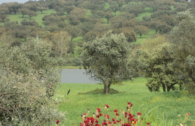 Shared Quinta With Pool and Olive Grove Views - Foto 36