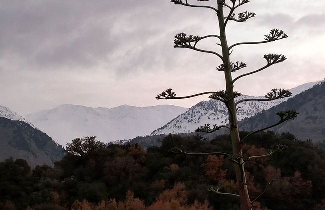 Villa Kastania - Photo 37
