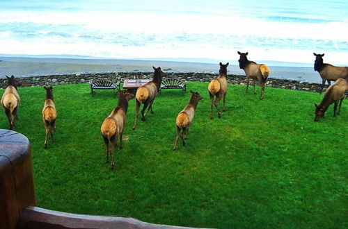 Photo 27 - Lx28: Gold Beach Oceanfront Estate