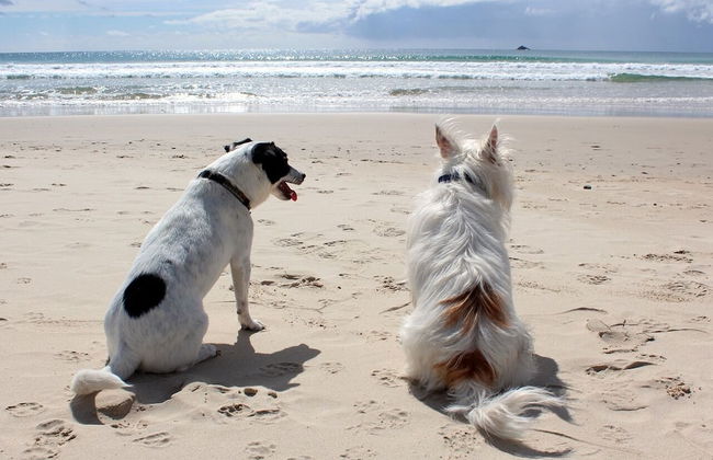 Beachcomber Seafront Pet Friendly Cottage - Foto 23